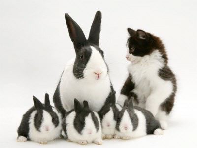 Identity Theft