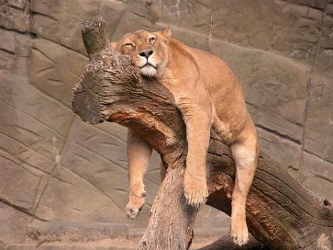 Have you ever been this tired?