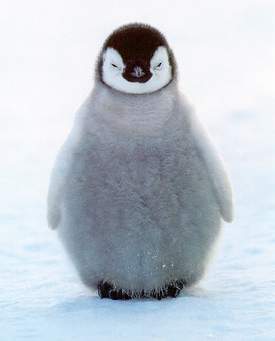 penguin 