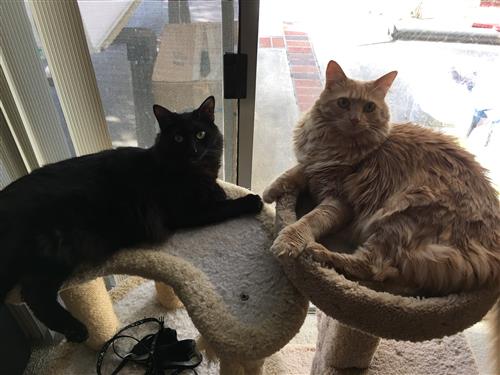 Sidney and Vienna 