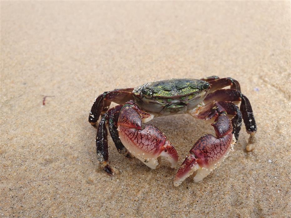 A crab on the shore - Biology is everywhere! A crab on the shore - Biology is everywhere!